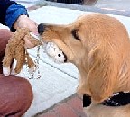 Eastport Pirate Festival Button