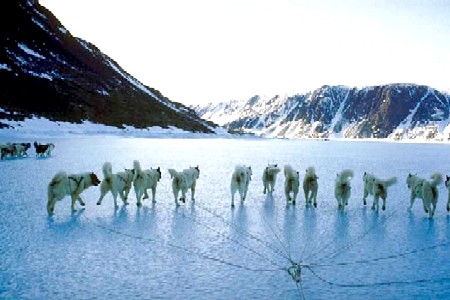 A Team of Sled Dogs