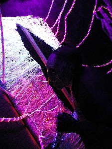 String Monster Visitor