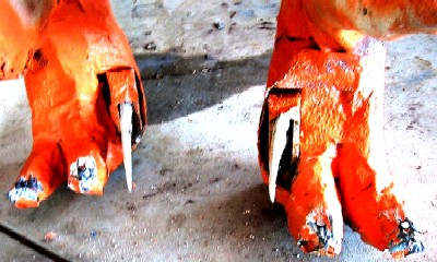 The Extendable Claws on the Feet