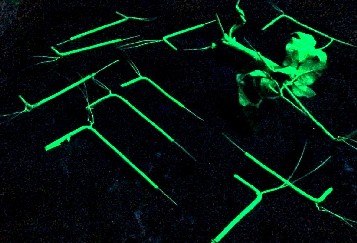 Painted Small Skeleton Flower Stems Black Lit