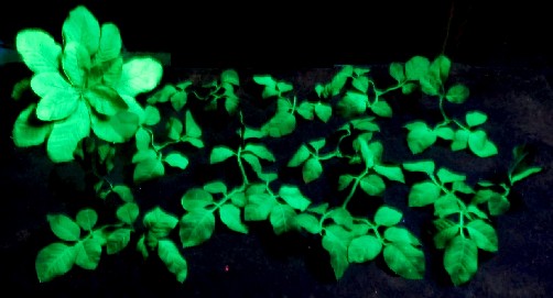 Small Skeleton Flower Painted Leaves in Black Light