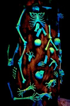 Skeleton Tree Black Lit With Orange 1