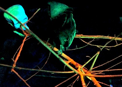 The Skeleton Tree Branch with Owl