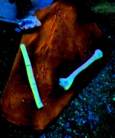 Skeleton Tree Branch Black Light