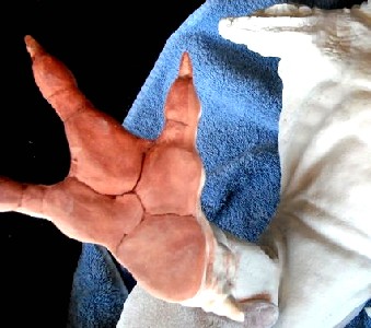 Gremlin Model Footpads