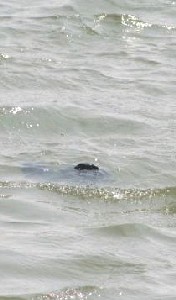 A hat or something in the water