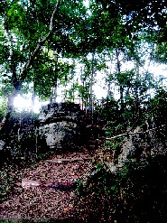 Path to John Work house with woodchips