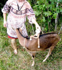 Andrea Logsdon positions Lob on a goat 1