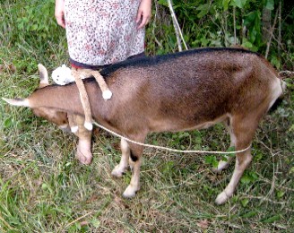 Lob hanging on to Melody with Andreas help