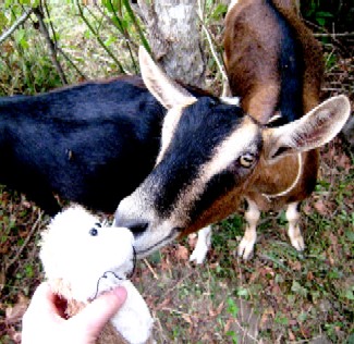 Melody checks Lob out