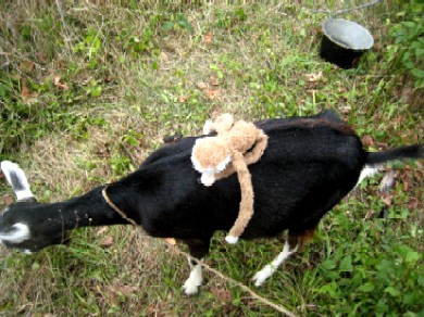 Lob face first on Lilly's back