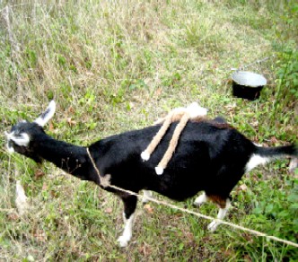 Lob falling off Lilly's back