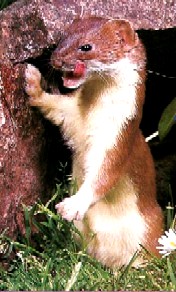 Stoat licking its chops
