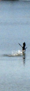 Fleeing duck on the water