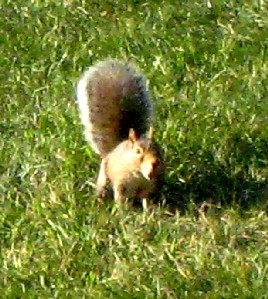 The rare long-eared squirrel