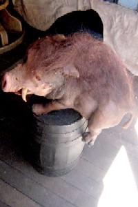 The latex boar on a barrel