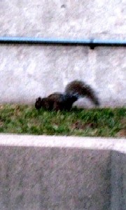 squirrel 1