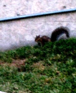 squirrel 2