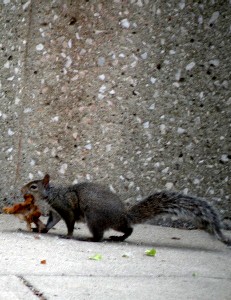 Salmonius the Squirrel walking off