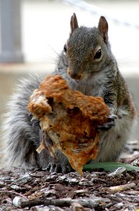 Salmonius the Squirrel examines his find