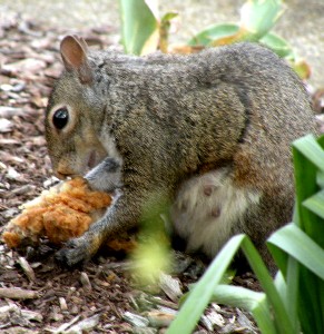 Salmonius the Squirrel studying the chicken skin