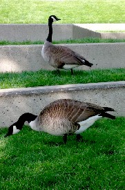 Canadian Geese Eating