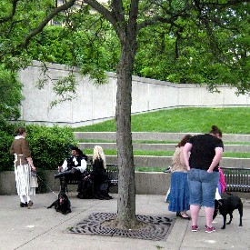 Jennies Dogs in the Park