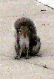 Squirrel with No Ears