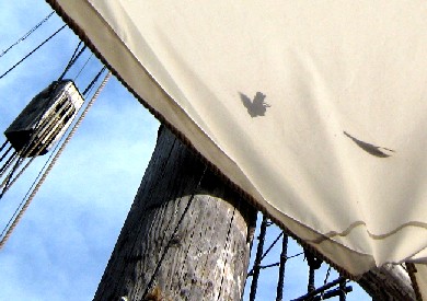 Birds on the Santa Maria tarp