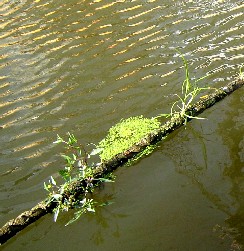 Plants growing on the rope
