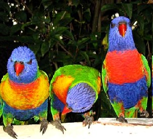 lorikeets