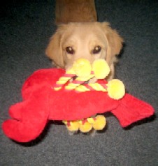 Sammie Offering Lobster for Lob