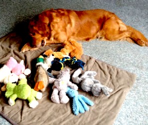 Sophie and some of the Stuffed Animals