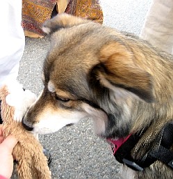 Lob Inteviewing Kita