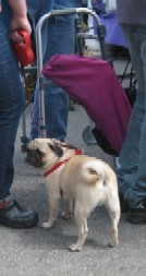 A Pug and a Stroller