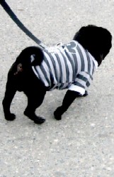 A Pug in a Shirt