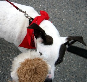 Dog Checking Out Lob