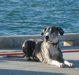 A great dane looking away from me