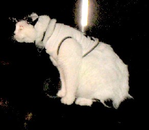 Pirate cat on stage speaker