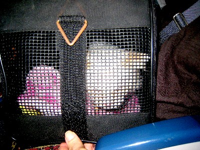 Stella in her cat carrier