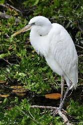 Egret in Mangroves