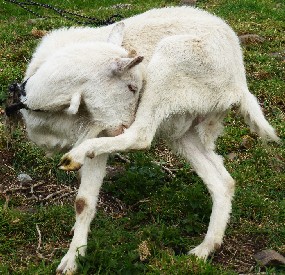 Goat checking himself