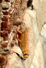 Orange Iguana Up Close