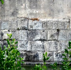 Iguana in Heat on Fort Wall