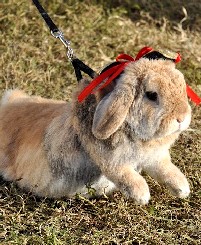 Spike the Eager Bunny