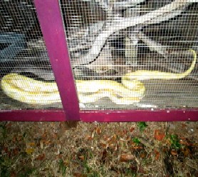 Jake, Deadeye's Snake