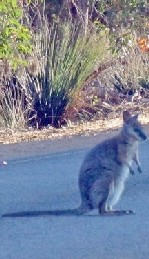 Kangaroo in the Road