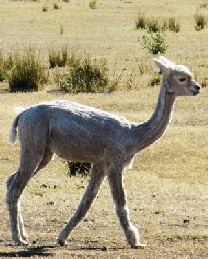 The Shaved Llama