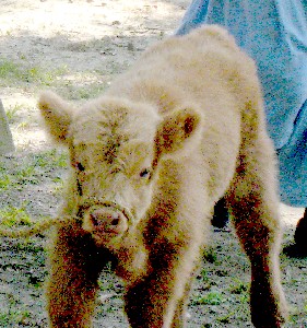 Phydeaux the calf